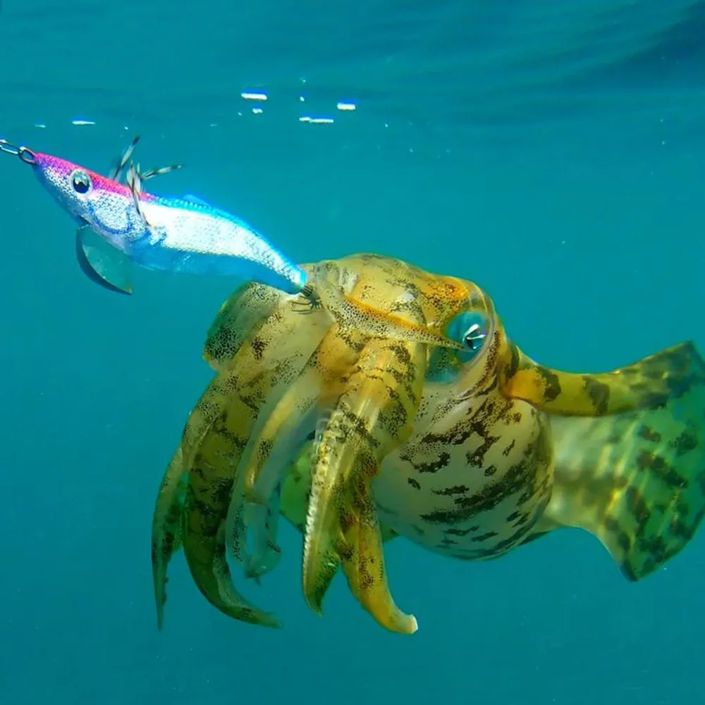 Luminous Squid 2.5#/3.0# Jig Head Squid Lure Octopus Sea Jigging Eging Fishing  Lure Squid Jigs Hooks for Cuttlefish - AliExpress