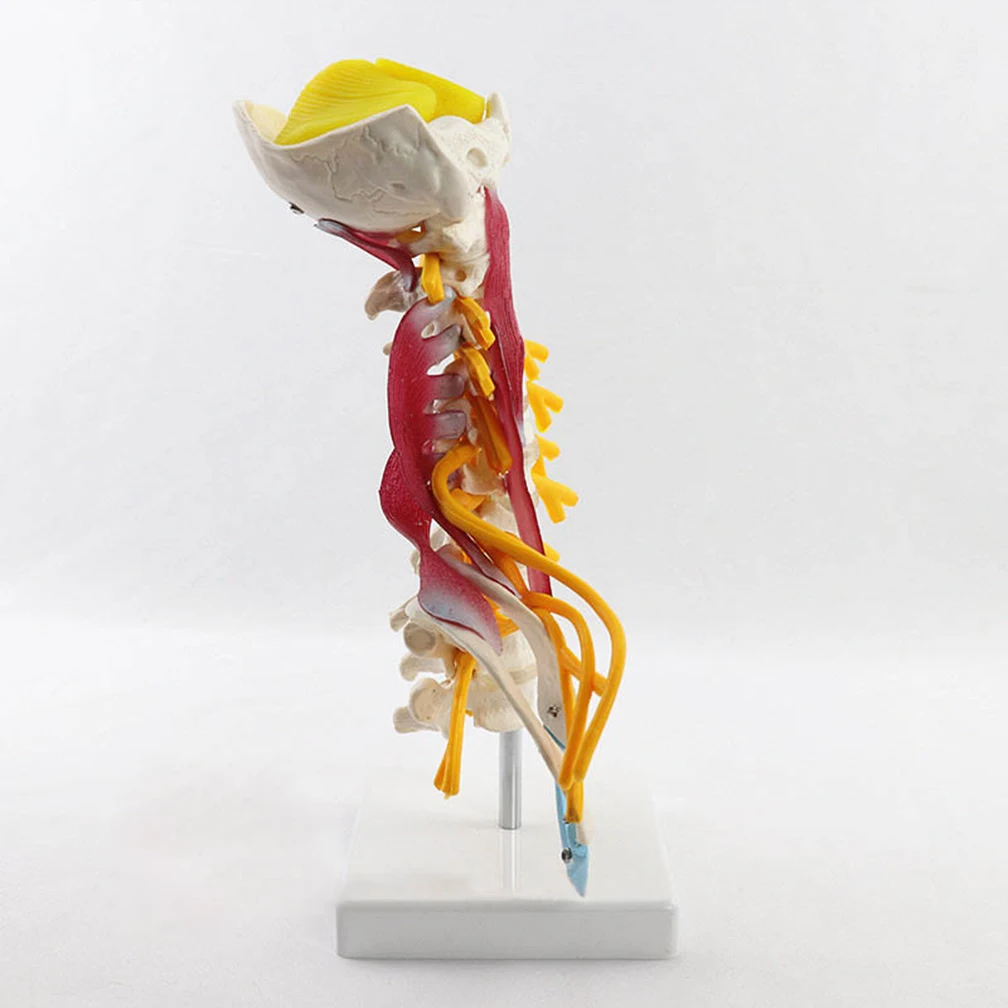 With Muscle Nerve Brainstem Occipital Bone Human Cervical Spine Anatomy Model Medical Science Teaching Resources 1:1 Detachable