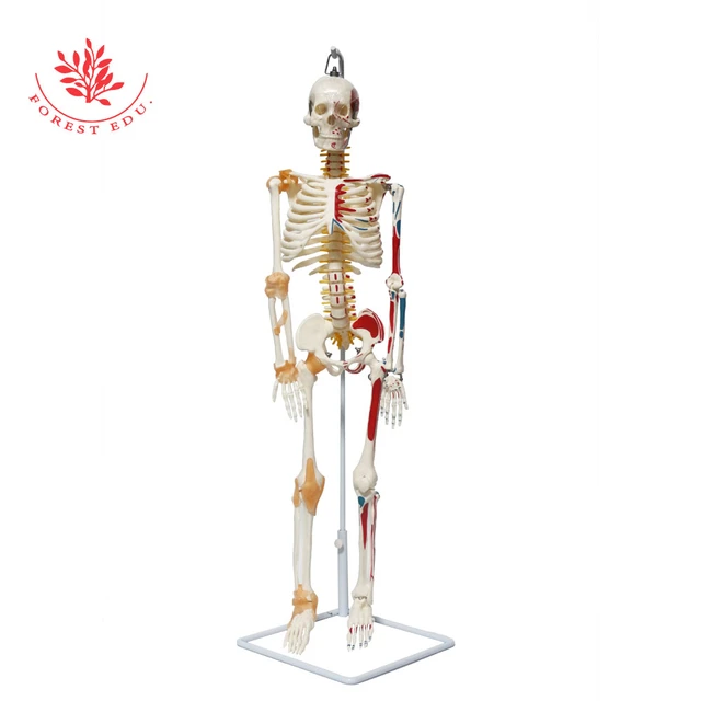 Squelette humain d'anatomie modèle taille 85cm, muscles et Ligaments  peints, adapté à l'affichage en classe et à l'étude médicale - AliExpress