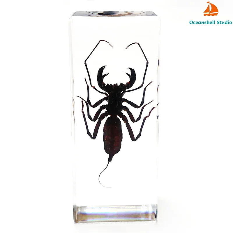 Large Insect Resin Specimen Collection for Science and Education Desk Ornament