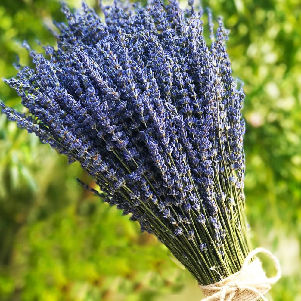 

Dried Lavender Bundles,Natural Dried Lavender Flowers for Home Weeding Decor Flower Arrangements Home Fragrance DIY Crafts,Gift