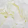 7 Milk White