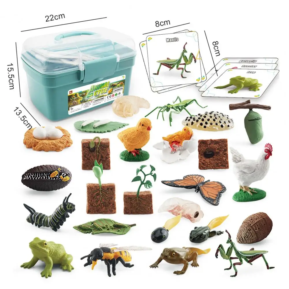 1 Set Life Cycle Learning Toys Frog Butterfly Chicken Mantis Bee Plants Educational Figurines for Kids 6