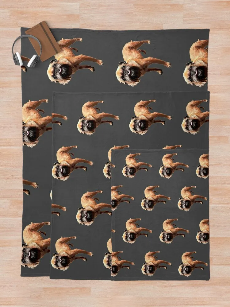 ��� �׸��� �Ϳ��� Briffon bruxellois ���ο� ���, ħ�� ���, �ε巯�� ū ���, ��� ���,  ���