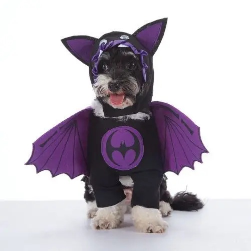 Halloween Pet Costume 1