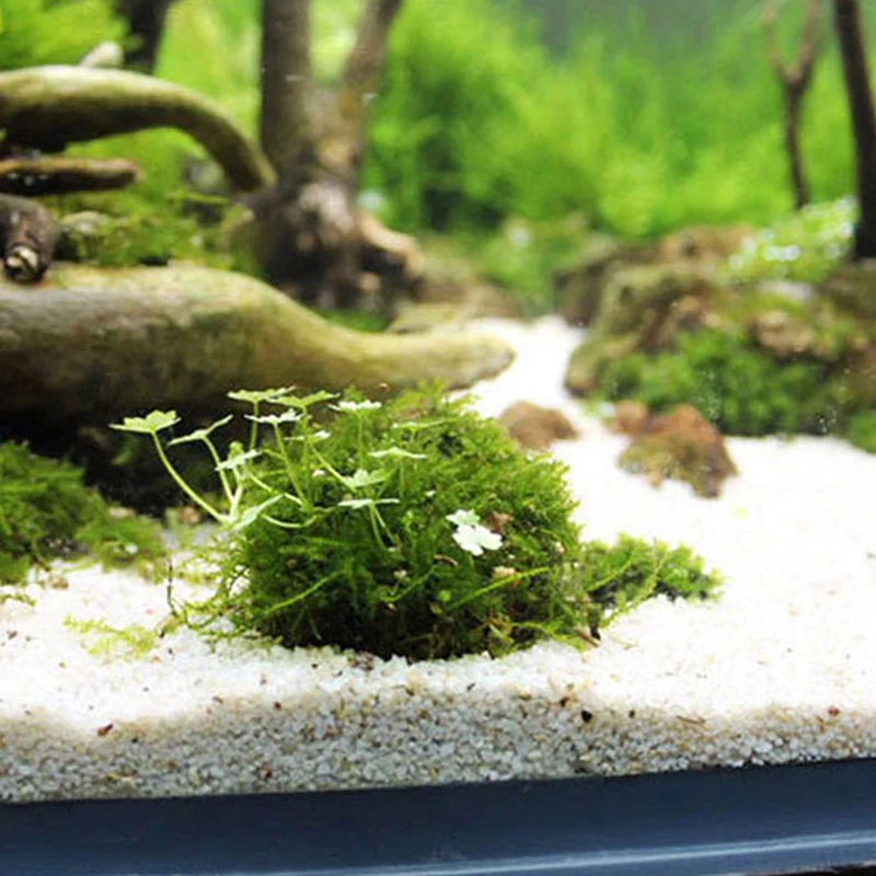 1 PC 5cm Aquarium Fish Tank Media Moss Ball Live Plant Filter Filtration  Funny Decor (Color: White)