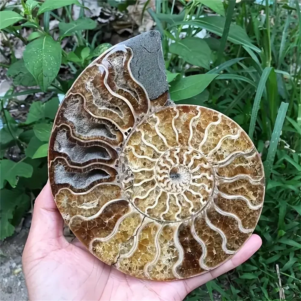 1pc Stunning Rare Ammonite Crystal Slice – Bohemian Style Natural Stone ...