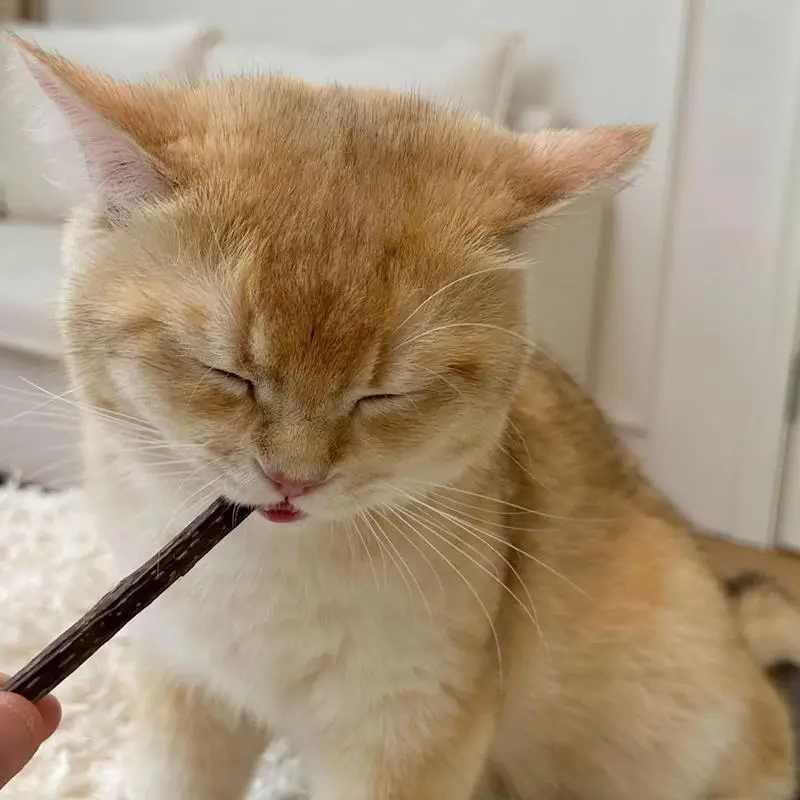 Puppy Teething Sticks 14 Pieces Teething Sticks Teething Treats Stress Relief Bully Sticks Chew Toys For Pet Dog Puppy Cat 3
