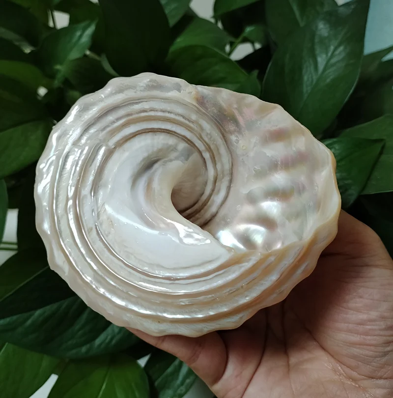Conch Shell Decoration, White Mother of Pearl Tower Conch for Landscape Gifts