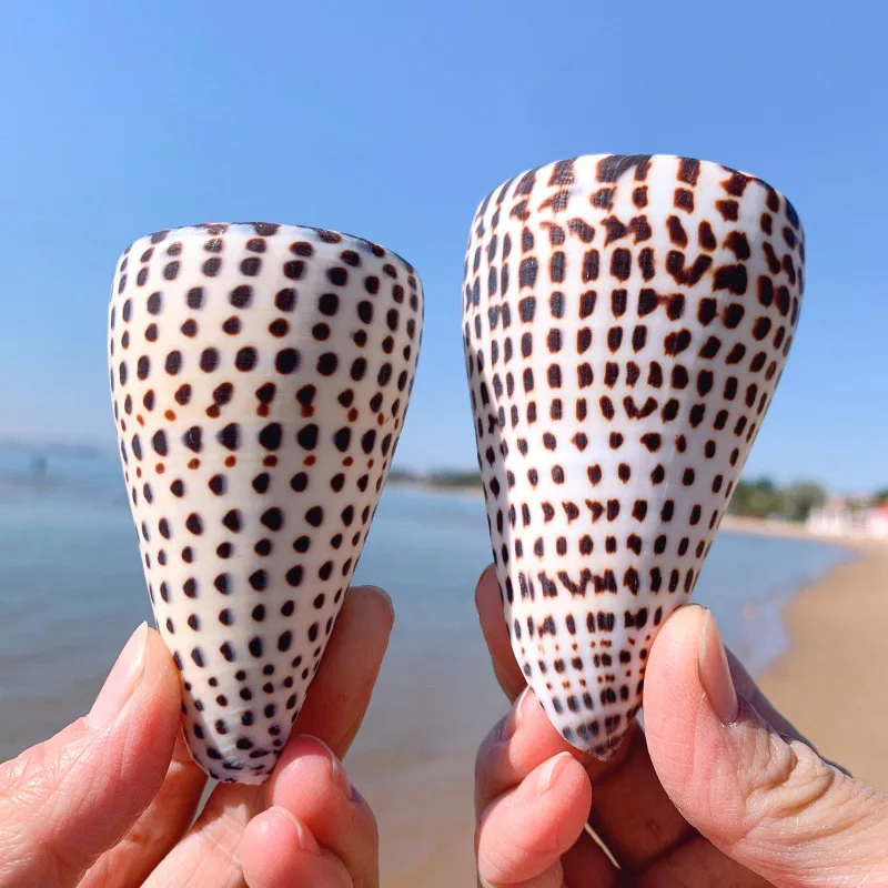 Natural Leopard Cone Big Alaphbet Cone Shell Lithoconus leopardus Real Black Spot Shape Sea Shells for Nautical Home Decoration natural shell ornaments
