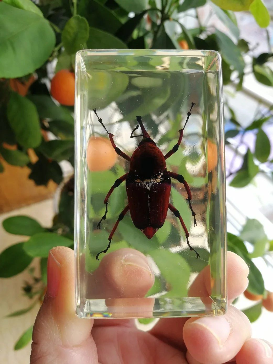 Resin Insect Bug Specimen Taxidermy Epoxy Resin Bug Spiders Beetles Specimen Model Scorpion Insect Crafts Decoration Ornament 3
