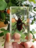 Resin Insect Bug Specimen Taxidermy Epoxy Resin Bug Spiders Beetles Specimen Model Scorpion Insect Crafts Decoration Ornament 3