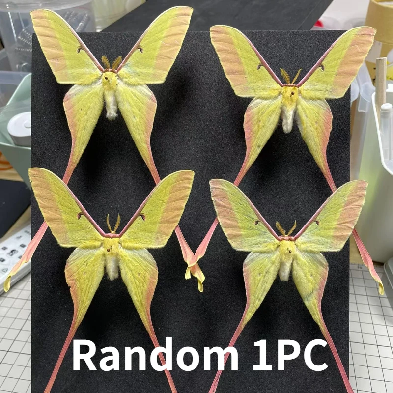 Real moth specimen butterfly specimen DIY handicraft home decoration student observation research hobby collection 3