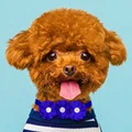 Senniea Pet Accessories Store