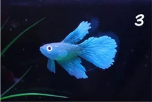  Silicone Artificial Luminous Hippocampus Fish Tank Ornament Aquarium Decoration Underwater Sea Horse Decoration Pet Supplies 