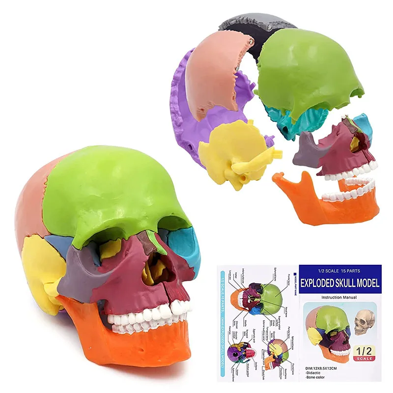 

15pcs/set 4D Disassembled Color Skull Anatomical Model Detachable Medical Teaching Skeleton Head Studying Teaching Tool