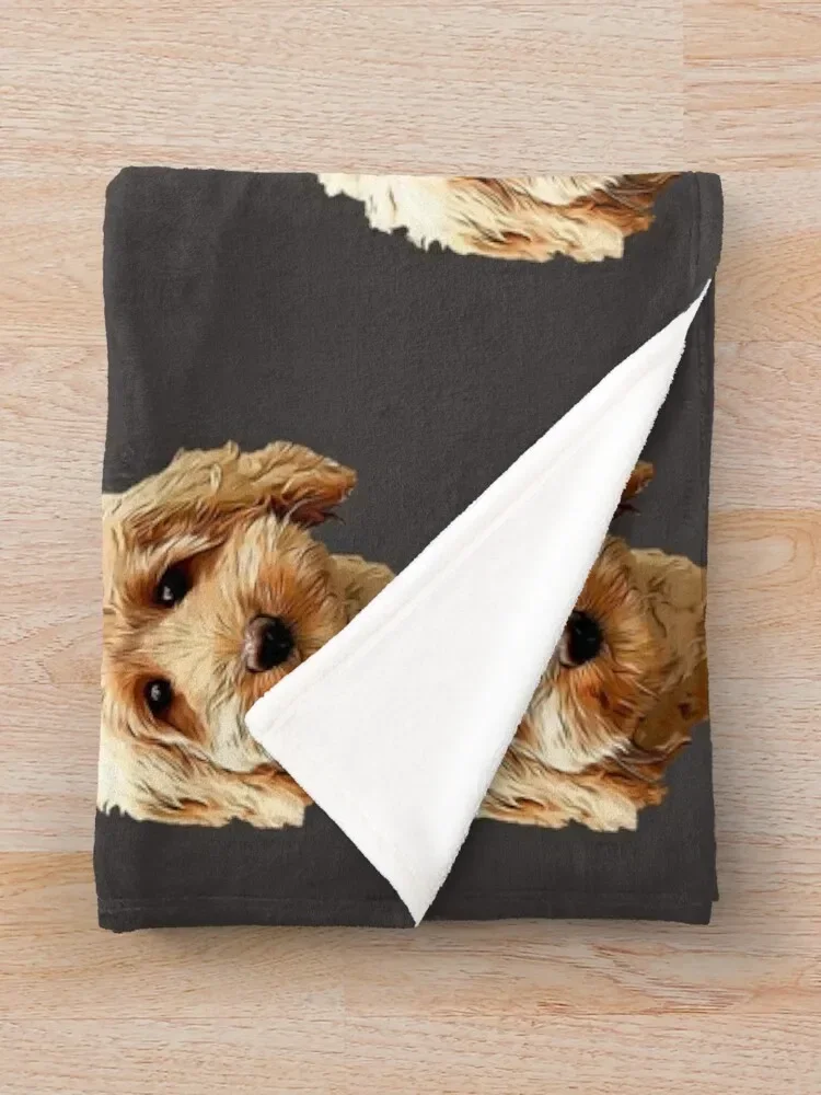 Cavapoo Cocapoo ���� ������ ���, �ܿ� ���� ���� ���� ���