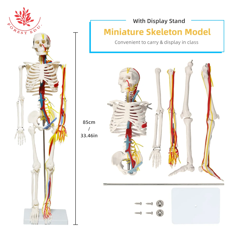 Anatomical Model FRT013 1/2 Life Size 85cm Human Skeleton Include Nerve Blood Vessels,Heart Medical Science Teaching Resource