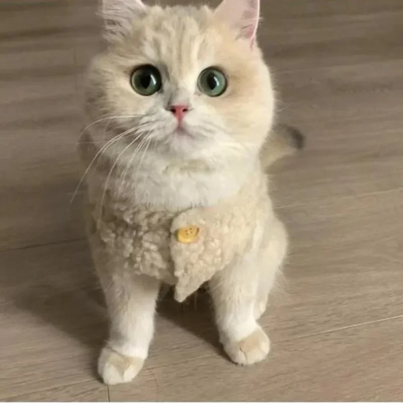 고양이 옷 따뜻한 Lamhair 조끼 부드럽고 아늑한 겨울 따뜻한 양털 운동복 강아지 새끼 고양이 자켓 코트 애완 동물 스핑크스 의상 스웨터 고양이