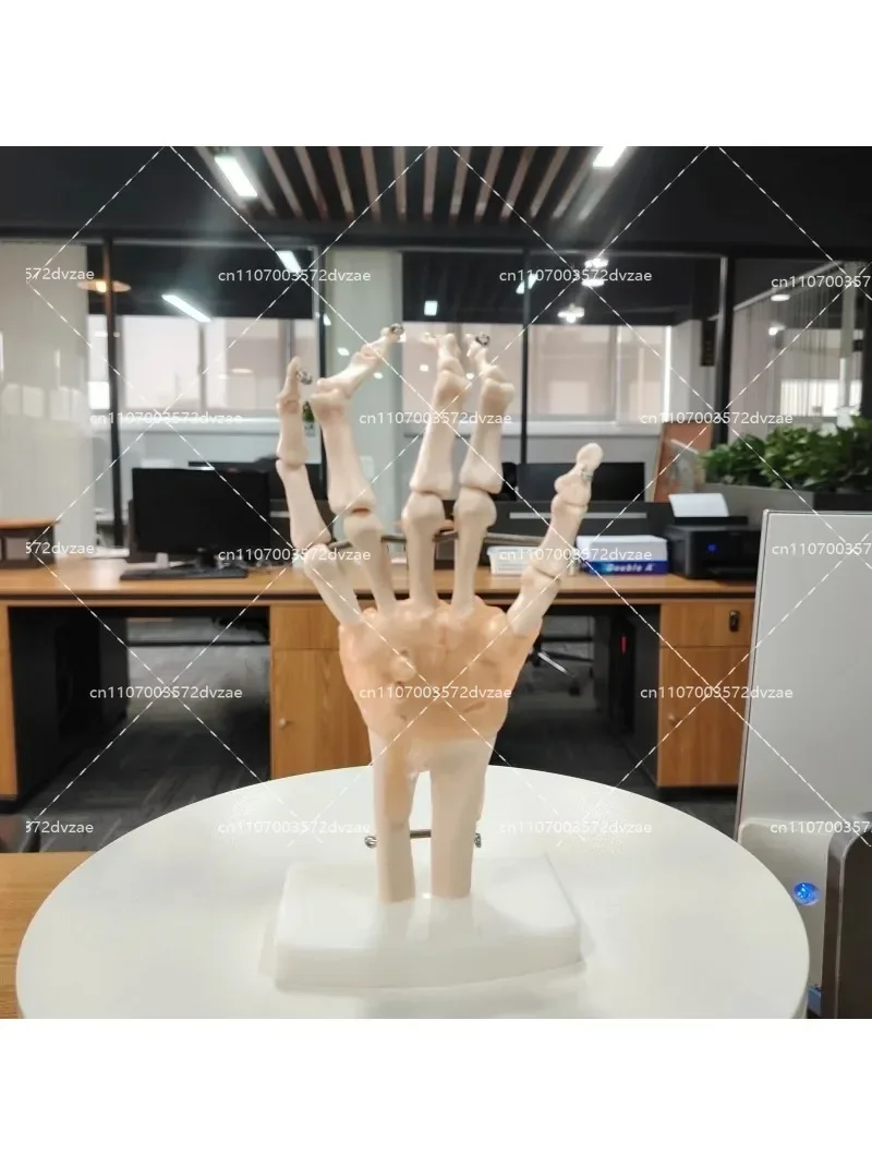 실물 크기 인체 해부학 관절 모형 손 인대 골격 교육용 해부학 모형 (의학 연구 및 학습용)