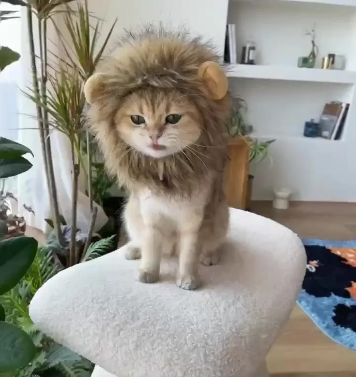 Renchey Déguisement Lion Pour Chien/Chat – Crinière Réaliste Avec Oreilles – Ajustable (S, M, L) – Pour Fête, Halloween, Photo