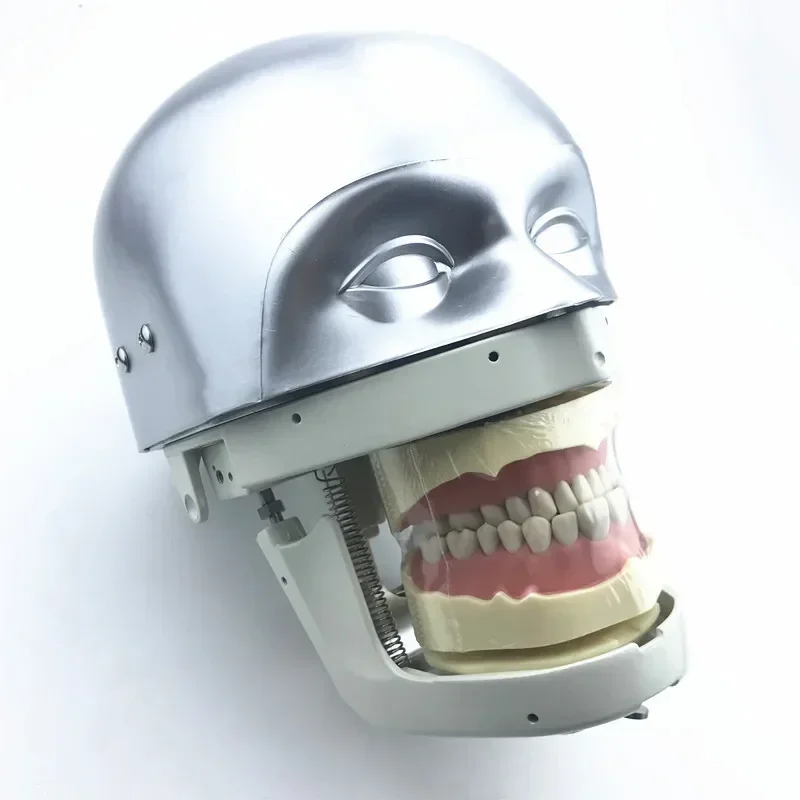 Dental Simulator Manikin Phantom Head Demonstrationen praktische Übungen Zahnmodell für Zahnarztpraxis Lehrmodell