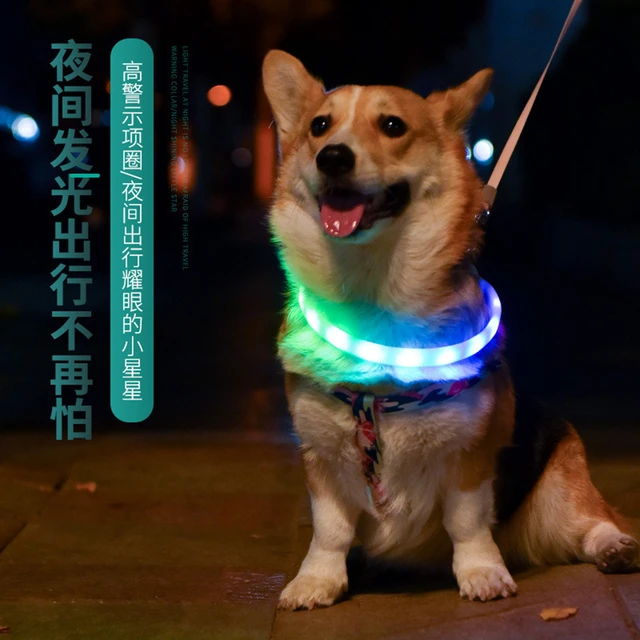 Collier lumineux pour chien chargement USB