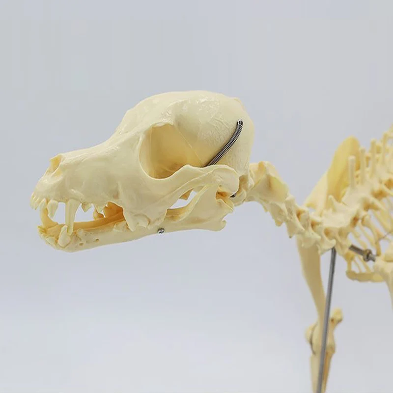 Small Size Dog Skeleton Anatomical Model Medical Science Education Bones Skeleton Specimen Model Teaching Leaning Study Tool