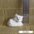 Fox White