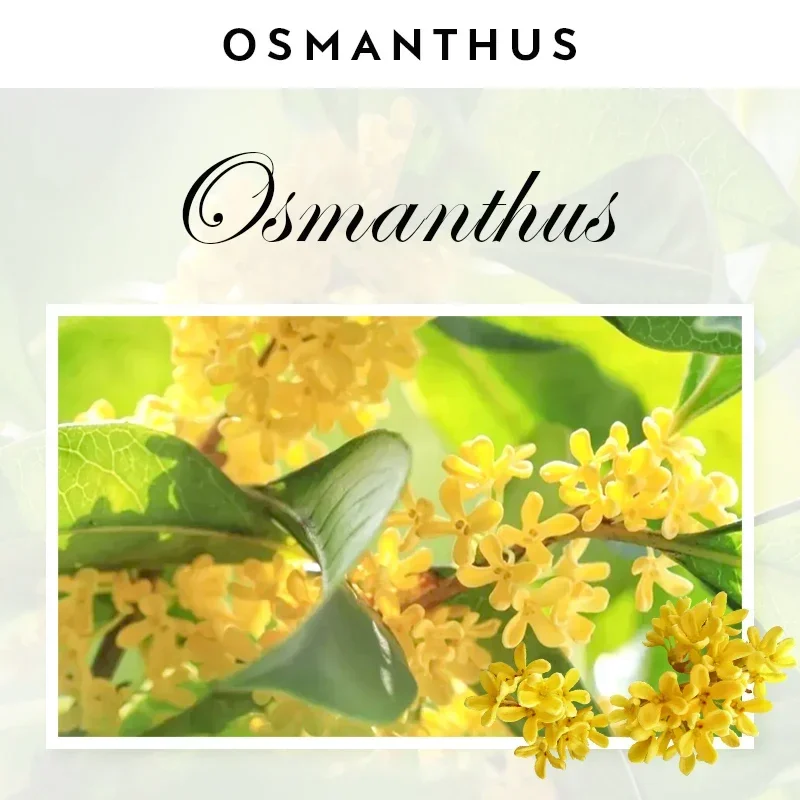 Osmanthus