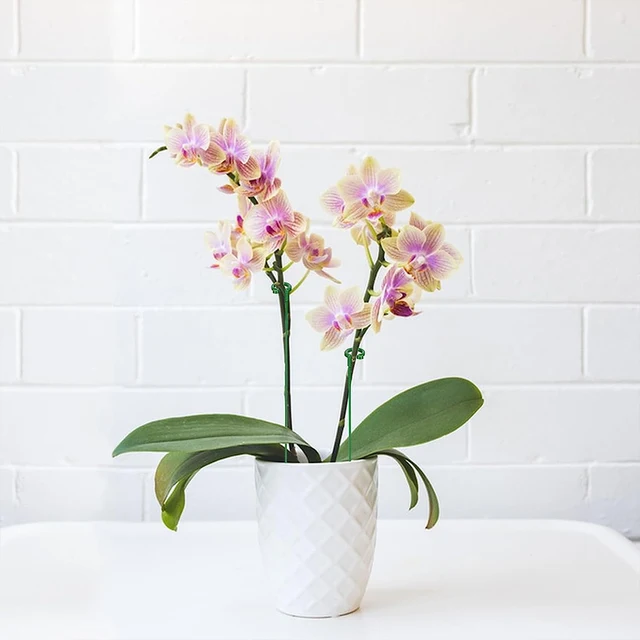 10 db Növényi Támogatások Tétek Újrahasznosítható Virágzöldség Tartó Botok Virágnövények Állnak A Beltéri Kültéri Kerti Dekorációhoz - Image 4