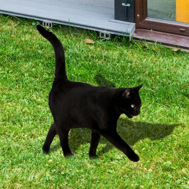 Akril Szimuláció Macska Kerti Tét Jelző Díszek Kézműves Készletek Esküvői Születésnapi Gyermekek Napi Dekorációja - Image 5