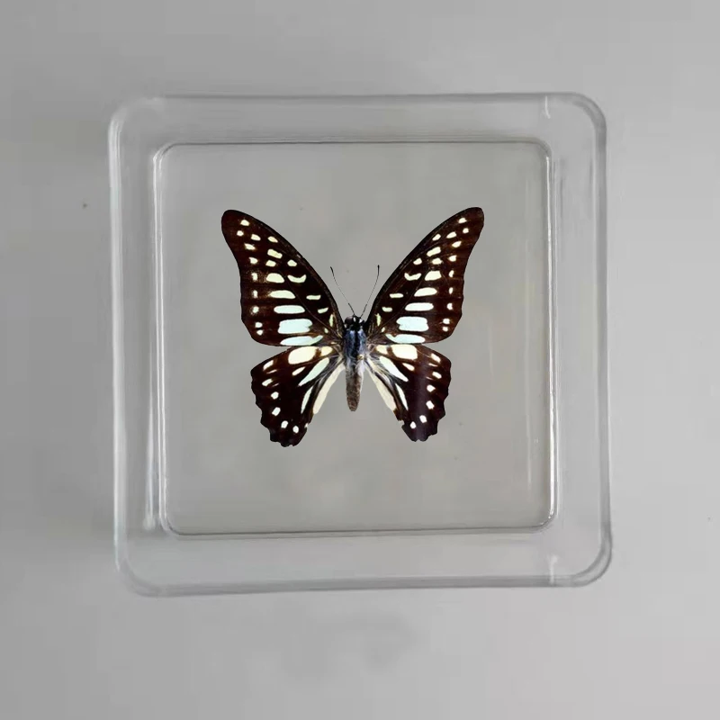 Butterfly Specimen Real Butterfly Specimen Insect Specimen Butterfly Shooting Props DIV Student Teaching Transparent Box Pack