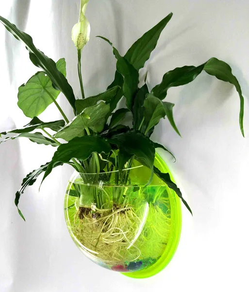 Pinsjar Acrylic Fish Bowl Wall Hanging Aquarium Tank Aquatic Pet Supplies Pet Products Wall Mount Fish Tank for Betta fish fish aquarium