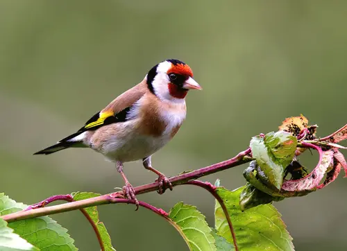 JINTU 초망원 렌즈, 캐논 니콘 소니 펜탁스 M4/3 카메라와 호환 가능, 420-800mm F/8.3 6