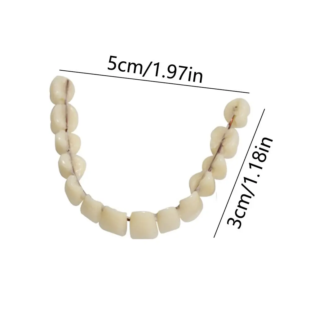 28 Pcs Resin Denture False Teeth Firm Improve Smile Dental Teeth Teaching Model Make Your Own Easy To Use Dental Training Models