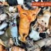 Custom Funny Ugly Pillow for Friend or Pet, Custom Dog Weird Pillow Case, Turn Cat Into Pillow, Custom 3d Animal Shape Pillows 1