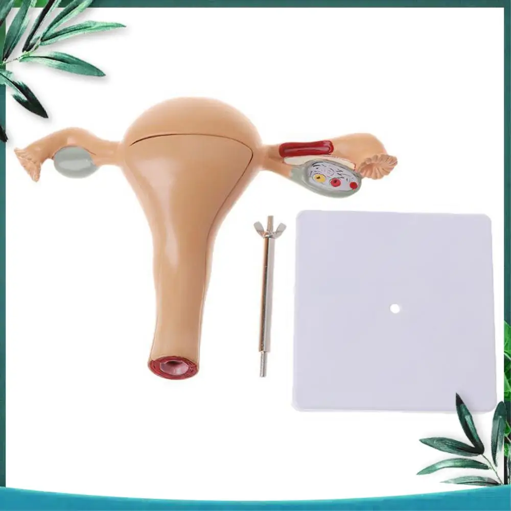 Female Reproductive Anatomy Model 2