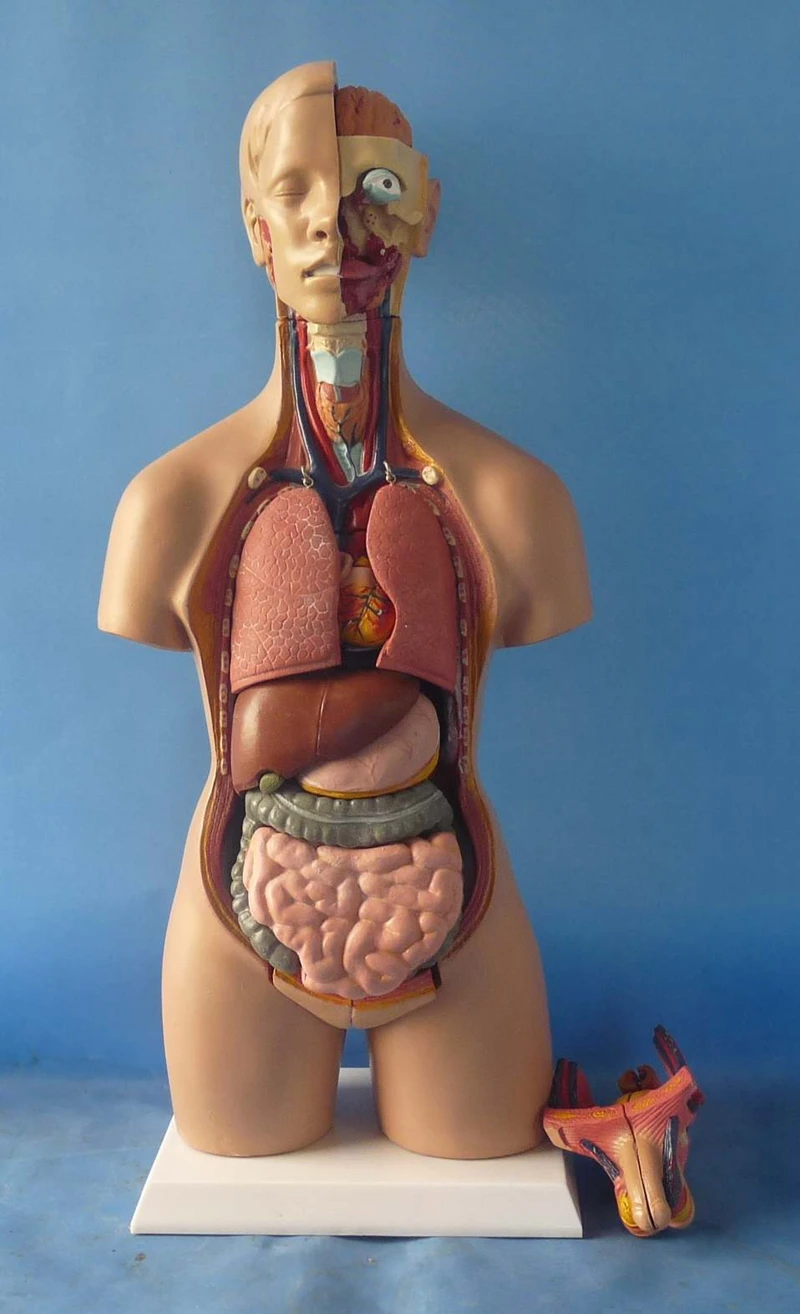 Human Torso Anatomy Model 2