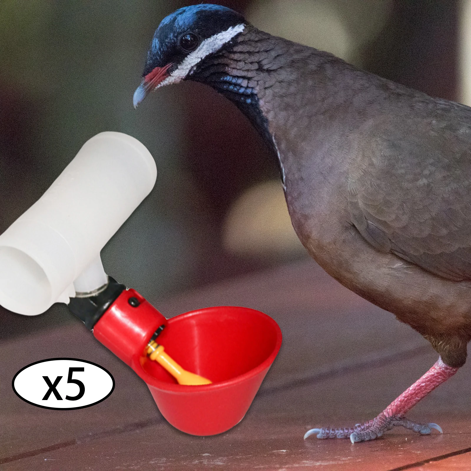 Plastic Poultry Drink Cup Automatic Chicken Feeder Water Drinking Bottles for Chicken Hen Bird Duck Goose Food Dispenser 5Pcs poultry water dispenser,poultry drinking cups,poultry feeder,poultry waterer