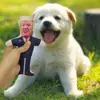Donald Trump Political Parody Novelty Durable Dog Chew Toy with Squeaker bite resistant pet toys durable plush Squeak Dog Toys 2