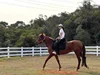 Fence PVC plastic vinyl coated ranch paddock horse fencing 5