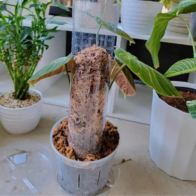 Monstera Pólus Támogatás 24 Hüvelykes Mohás Növényi Tét Tartó Pálca Oszlopok Beltéri Mászó Növényekhez - Image 4