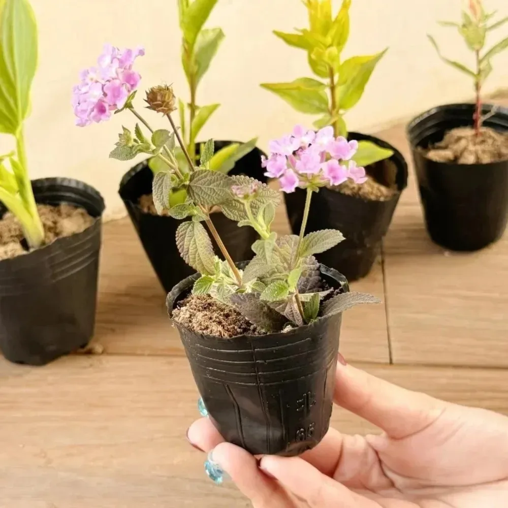 Vasi da vivaio per piantine nere traspiranti Tazze da coltivazione in plastica con fori di drenaggio per strumenti per piantare piante da fiore da giardino domestico  15
