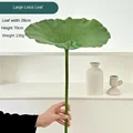 Large lotus leaves