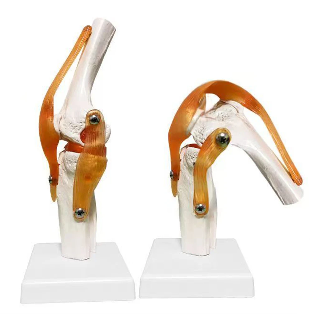 Lifesize 1:1 Human Knee Joint Anatomy Model Adult Medical Science Teaching Resources Anatomia Study School Supplies