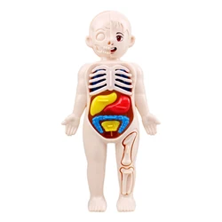 Bonito brinquedos do corpo para crianças cedo educacional brinquedo do corpo humano coração visceral cérebro esqueleto rotatable órgão anatomia conjunto brinquedo