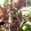 Plant Support Clips - Tomato Clips for String Trellis, Grape Vine Clips for Garden Climbing Plants Bundled Buckle Ring 5