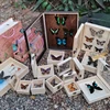 Real Butterfly Specimen,Frame,Butterfly Display Box,Set Up Stage for Children's Education,Popularization of Science,BirthdayGift 1