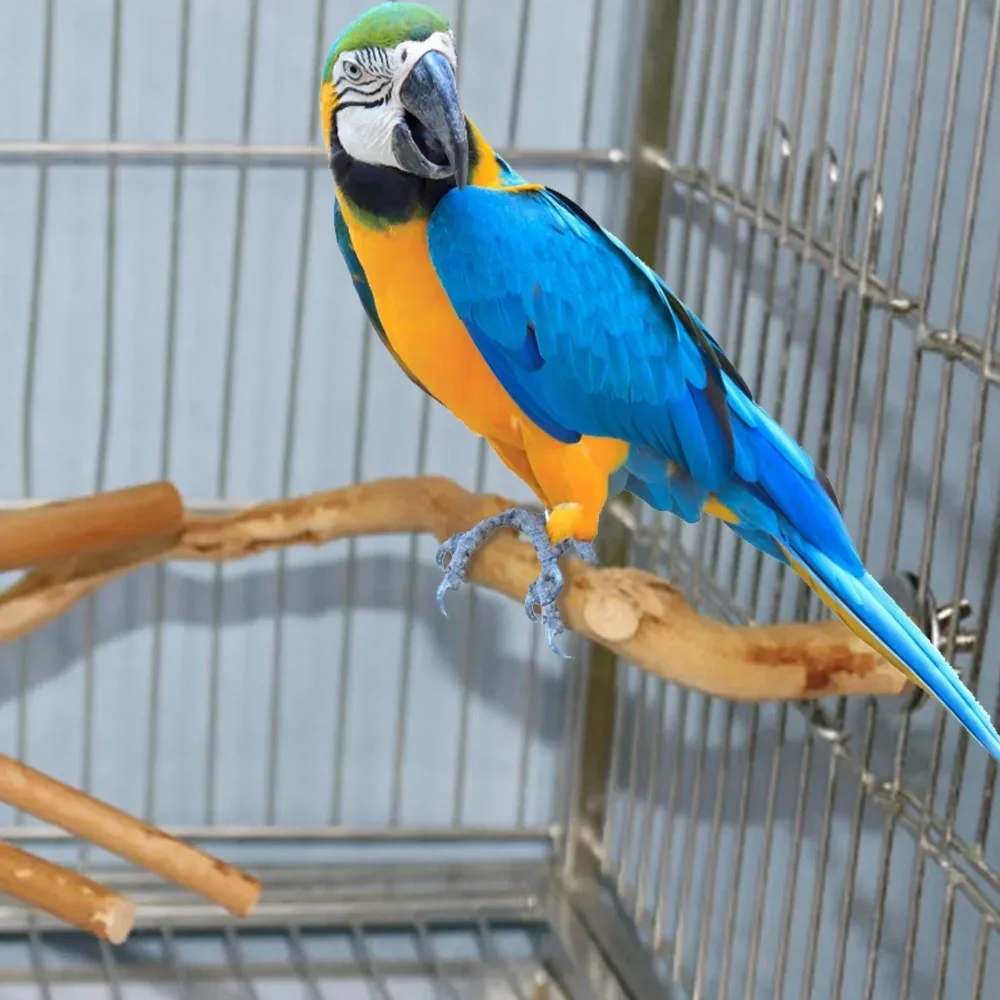 Natural Bird Perch Stand 4